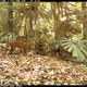 Image for article titled The Very Best Camera Trap Photography